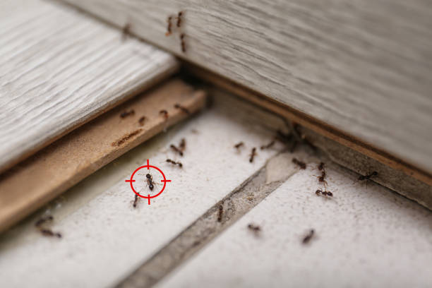 Best Pest Prevention Services  in Sandstone, MN