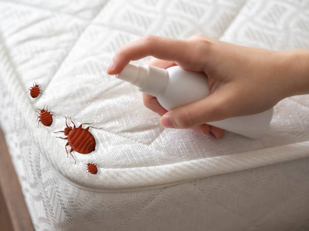 Best Ant Control Services  in Sandstone, MN